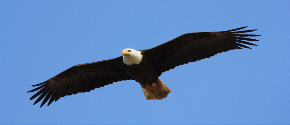 Flying eagle